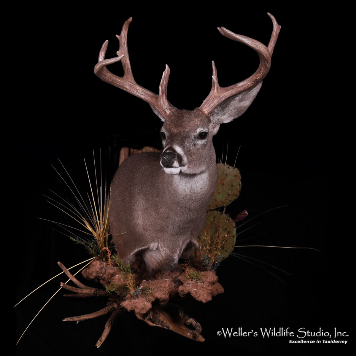 Deer and Elk - Weller's Wildlife Studio